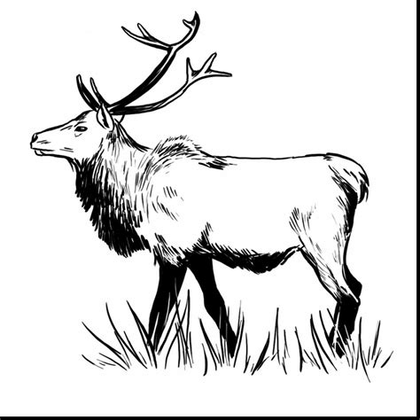 Elk Drawing | Free download on ClipArtMag