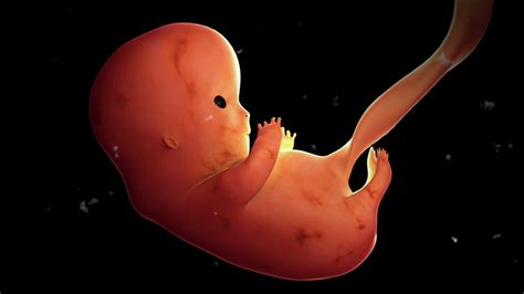 Fetus Development At 8 Weeks Photograph by Stocktrek Images - Pixels