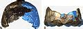 Category:Homo naledi skulls - Wikimedia Commons