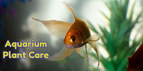 Basic Aquarium Plant Care - AquariumCareGuide.com