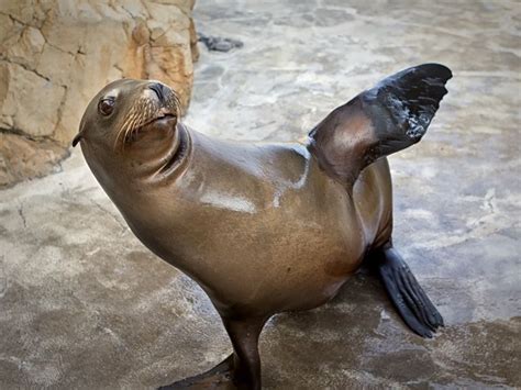 Aquarium of the Pacific | Aquarium News | Newly Remodeled Seal and Sea ...