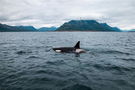 Orcas Sink Another Boat Off Gibraltar - Experts Believe They're Teaching the Skill