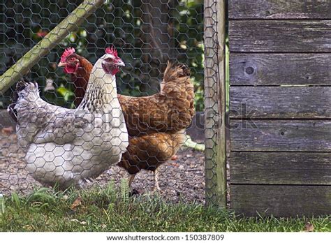 2 Chickens Chicken Coop White Brown Stock Photo 150387809 | Shutterstock