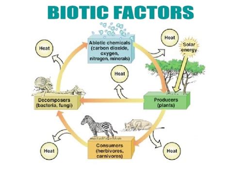 Locality Factors - Biotic Factors in Detail - Forestrypedia