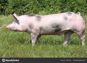 Spotted pietrain pig with black spots on the meadow Stock Photo by ©accept001 158391562