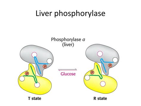 PPT - Glycogen Metabolism PowerPoint Presentation, free download - ID ...