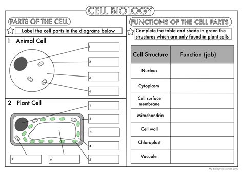 GCSE Biology: Cell Biology Worksheet Pack UPDATED | Teaching Resources