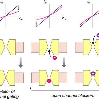 Mechanism of action of CFTR modulators. The figure shows the site of... | Download Scientific ...