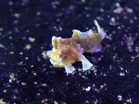 Tiny red handfish hatchlings a lifeline for world's rarest fish