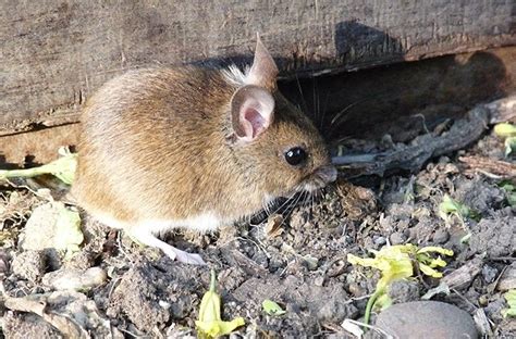 Field Mouse Facts - AAAC Wildlife Removal