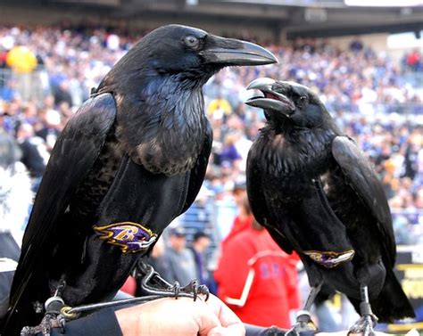 Raven mascot of the Baltimore Ravens Football Team DSC_874… | Flickr