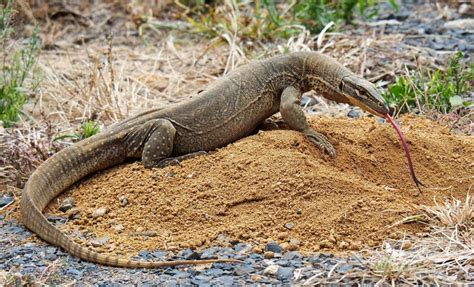 Goanna | Animal photography, Australian animals, Animals