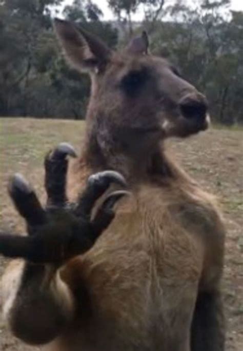 Hapless kangaroo picks a fight with HIMSELF after spotting reflection in window - Mirror Online