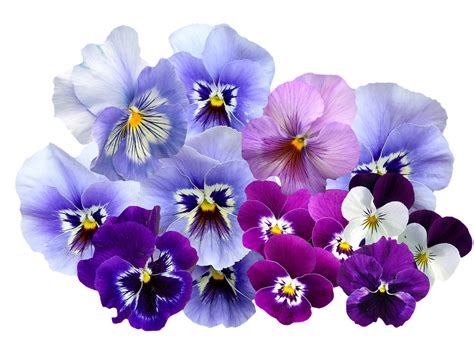 PNG Violets Flowers Transparent Violets Flowers.PNG Images. | PlusPNG