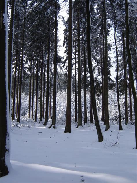 Ardennes Forest 2009 | Ardennes, Forest, Living history