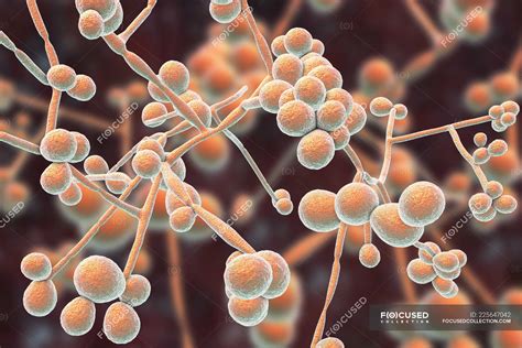 Digital illustration of yeast and hyphae stages of Candida albicans fungus. — genital ...