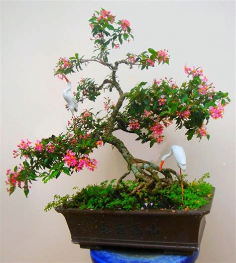 Bật mí những sự thật thú vị về cây hồng ngọc mai bonsai