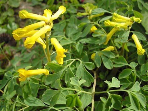 Corydalis | Description, Major Species, & Facts | Britannica