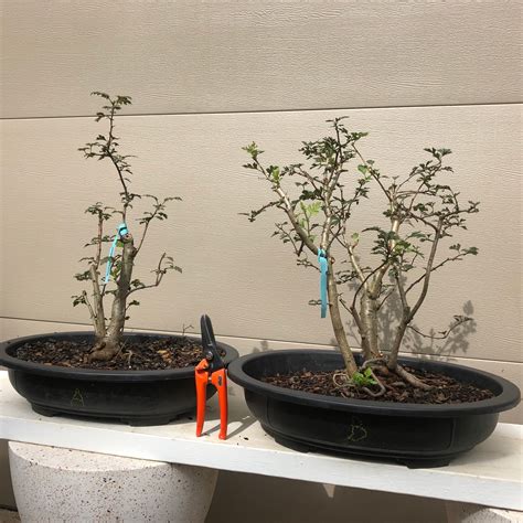 How to care for Hawthorn as bonsai – Bella Bonsai Nursery