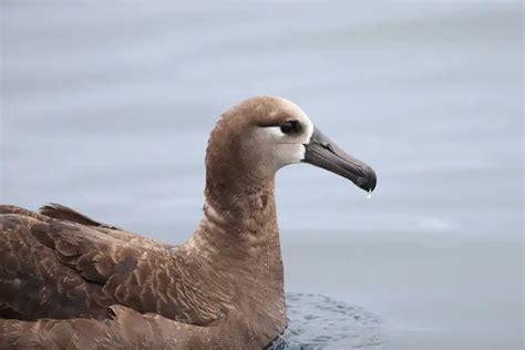 Black footed albatross Stock Photos, Royalty Free Black footed ...