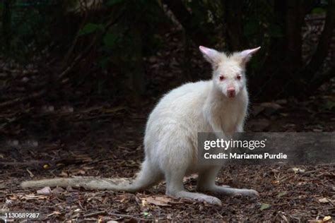 Albino Wallaby Photos and Premium High Res Pictures - Getty Images