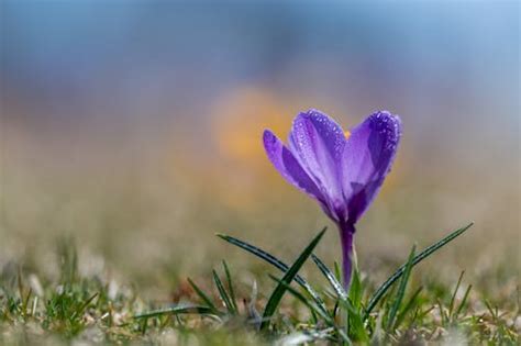 Crocus Sativus Photos, Download The BEST Free Crocus Sativus Stock ...