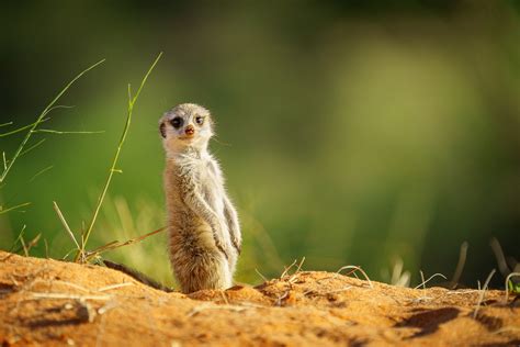 Meerkat Baby Looks Cute In Camera • Pictures Of Meerkats