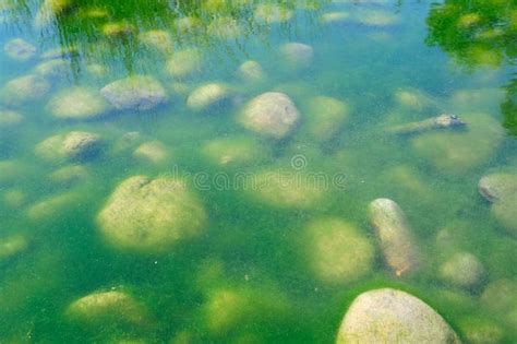 Green Pond Algae stock image. Image of plant, water, rocky - 9025403