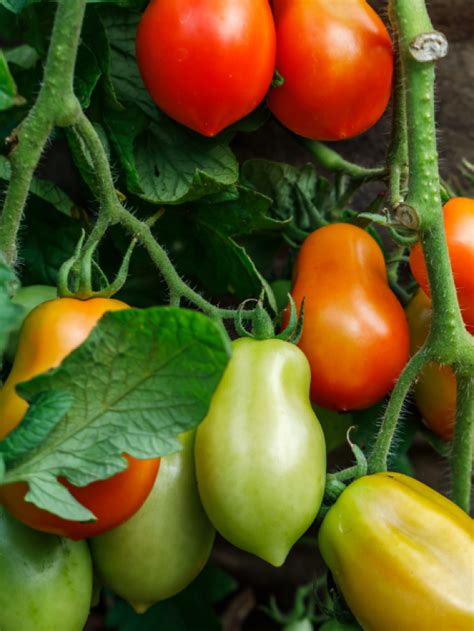 How to Prune Tomato Plants - Lettuce Grow Something