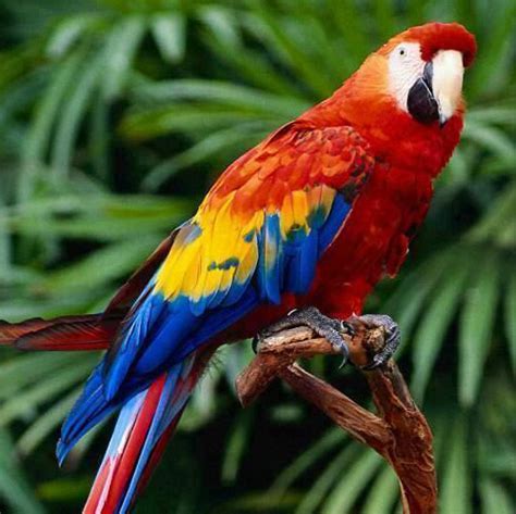 Scarlet Macaw : National Bird of Honduras | Interesting Facts About Scarlet Macaw