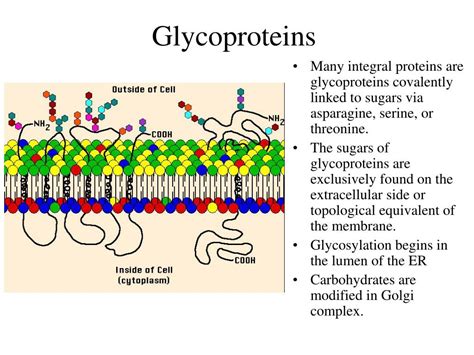 PPT - Chapters 14 and 16 PowerPoint Presentation, free download - ID:146774