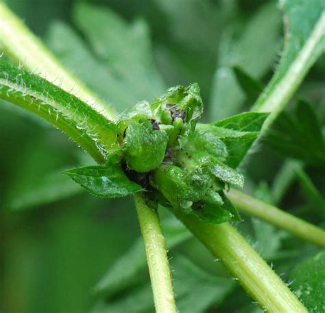 Ragweed | Identify that Plant