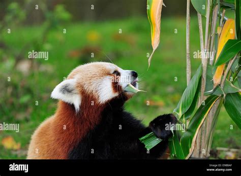 Red panda eating bamboo hi-res stock photography and images - Alamy