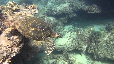 Sea Turtles at Napili Bay, Maui gopro snorkeling - YouTube