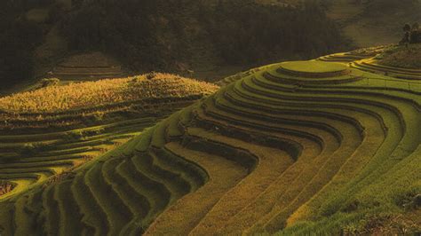 Trekking Mu Cang Chai and admire best rice terraces in Vietnam