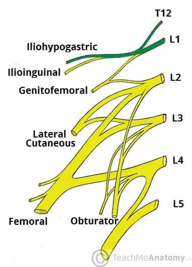 The Lumbar Plexus - Spinal Nerves - Branches - TeachMeAnatomy