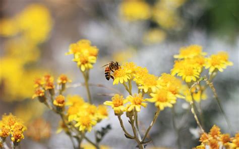 Pollination Bee, HD Flowers, 4k Wallpapers, Images, Backgrounds, Photos ...