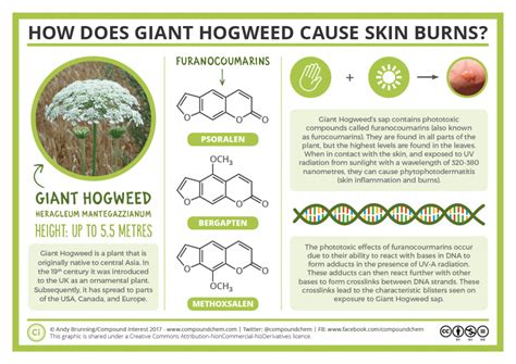 The chemistry of Giant Hogweed and how it causes skin burns | Compound Interest