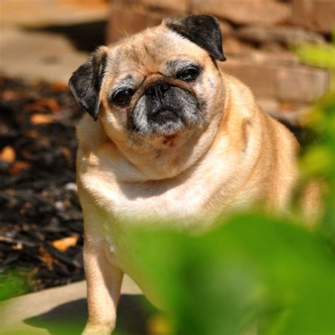 An apricot pug named Comet! Pug Names, Pug Photos, Human Male, Faun ...