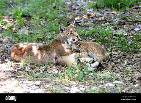 Lynx with cub Stock Photo - Alamy