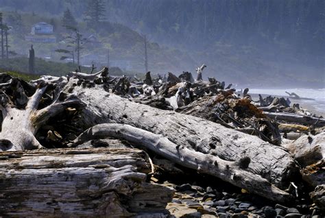 Logs Along The Beach Free Stock Photo - Public Domain Pictures