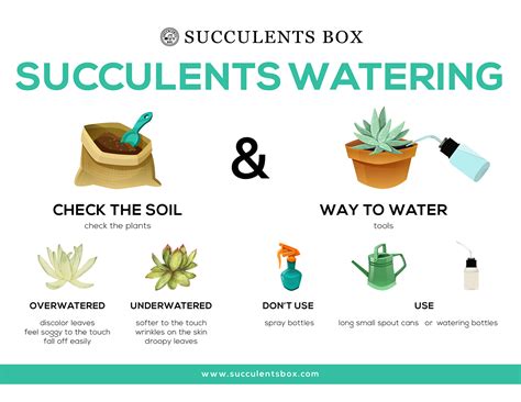 Watering for Succulents and Cacti - Succulents Box