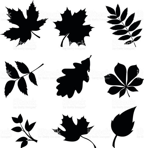 Vector set of black silhouettes of leaves on a white background. | Leaf silhouette, Leaf stencil ...