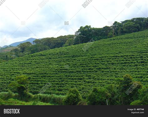 Coffee Plantation Image & Photo (Free Trial) | Bigstock