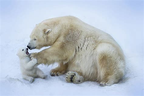 Polar Bear With Mom Photograph by Anton Belovodchenko - Fine Art America