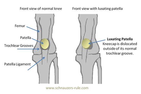 Luxating Patella in Dogs