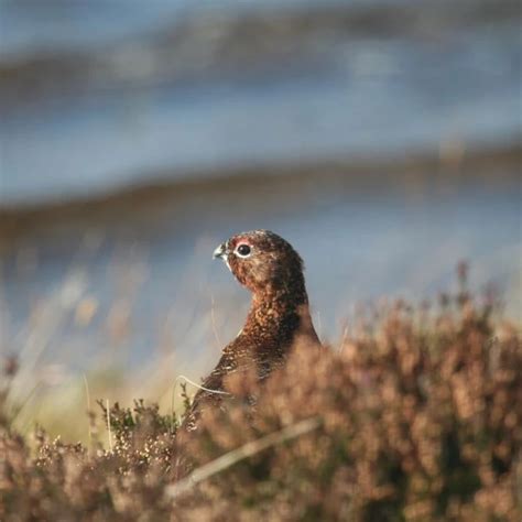 Red Grouse - Facts, Diet, Habitat & Pictures on Animalia.bio