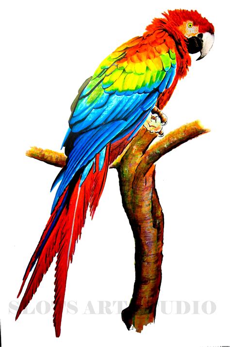 Parrot painting, Macaw art, Bird drawings