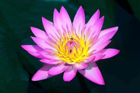 Beautiful pink lotus flower in pond,Lotus flower symbol of Buddhism and ...