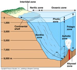 Benthic Zone - microbewiki